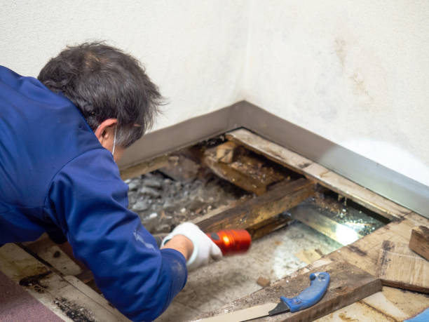 Trusted Hanover Park, IL Mold Remediation Experts