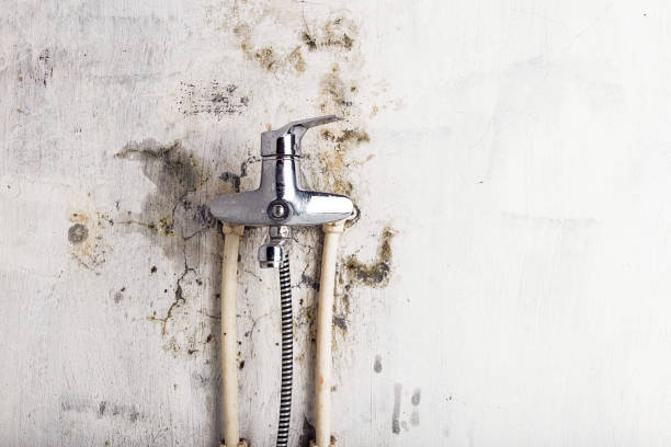 Best White Mold Remediation in Hanover Park, IL