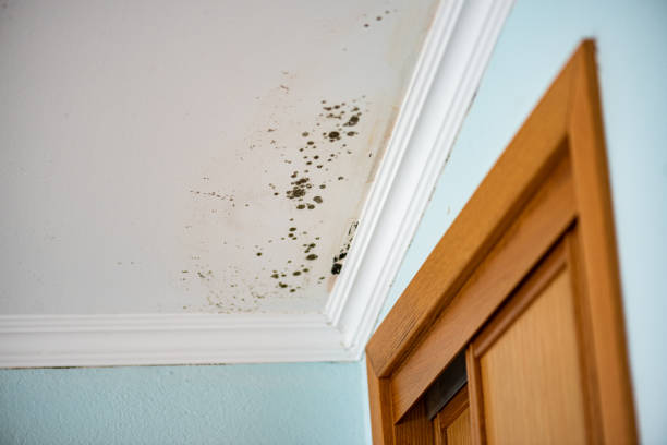 Best Emergency Mold Remediation in Hanover Park, IL