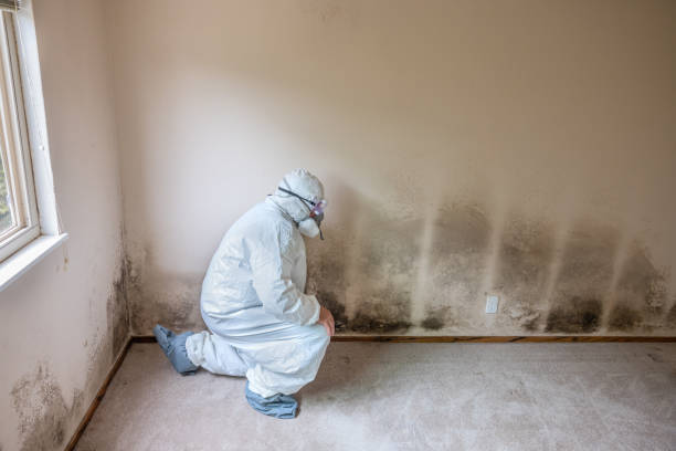 Best Mold Testing and Inspection Services in Hanover Park, IL
