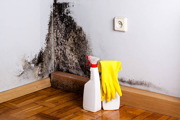 Best Insurance-Related Mold Remediation in Hanover Park, IL